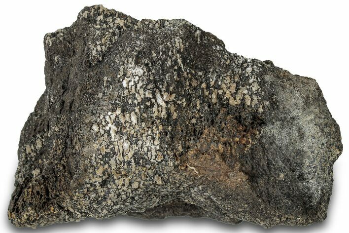 Fossil Dinosaur Bone Section - Bone Cabin Quarry, Wyoming #309257